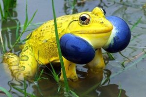 Big Yellow frog with weird blue cheeks